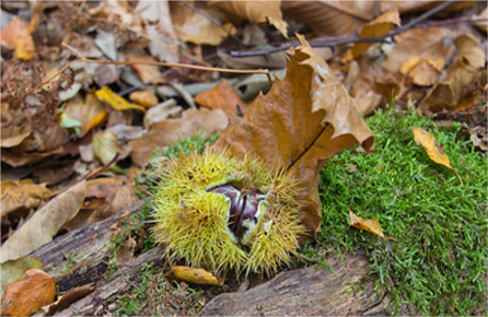 电话短信轰炸机
